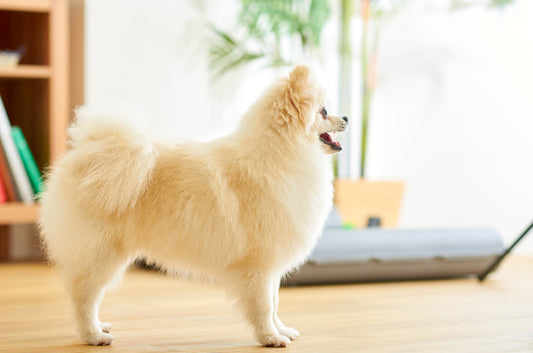 『いぬのきもち8月号vol.243』に自動犬用トイレBrilliantPad SMART(ブリリアントパッドスマート)が掲載されました