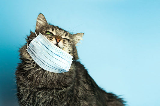 愛猫も飼い主さんも、猫砂でアレルギー発症!?症状と対策をご紹介