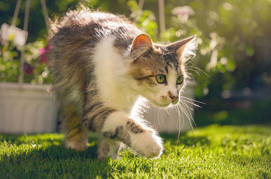 猫にも必要?フィラリア予防とそのメリットとは