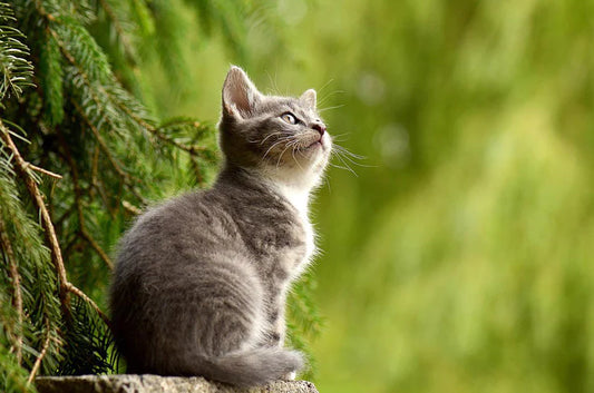 猫に生理はある?避妊手術は必要?猫ちゃんの生態にクローズアップ!