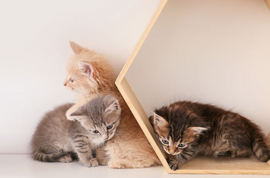 猫の柄や色は性格に関係ある?気になる柄別性格診断!