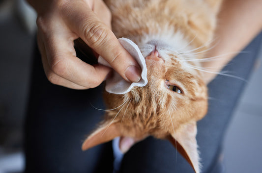 猫ちゃんに多い眼科トラブル!原因はなぜ?特徴的な症状は?