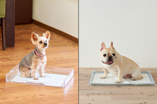 犬トイレにオシャレ革命♪『クリアレット2』VS『クーペ』!愛犬にはどっち?