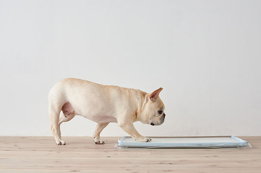 デザインに特化した犬用トイレ『クリアレット』シリーズに新商品が仲間入り!