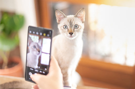 手軽にペットを可愛く撮影する方法!スマホでもプロっぽく撮るための秘訣をご紹介