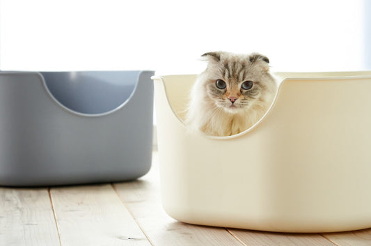 【2024年最新版】ゆったり使える大型猫トイレ総まとめ!大型猫種・多頭飼いにも