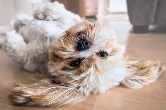 犬の心臓の病気、僧帽弁閉鎖不全症とは?治療や予後について徹底解説します。