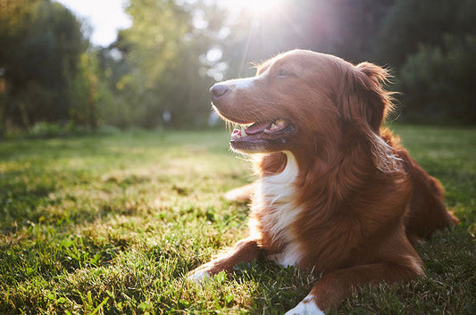 犬が全抜歯手術を受ける理由とは?費用やその後の生活の注意点