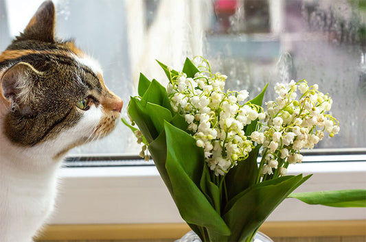 猫の嗅覚は鋭い!好きな香りや苦手な香りとは?