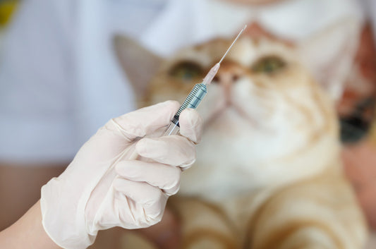 猫エイズはうつる?症状や治療方法とは