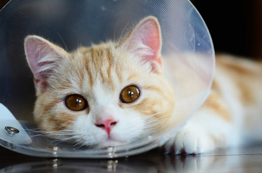 愛猫がエリザベスカラーを嫌がる時はどうしたらいい?困った時の対処法。