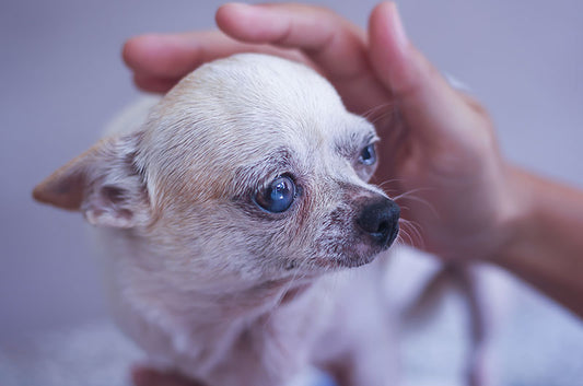 愛犬の目が真っ白に?白内障の治療や予防の方法とは