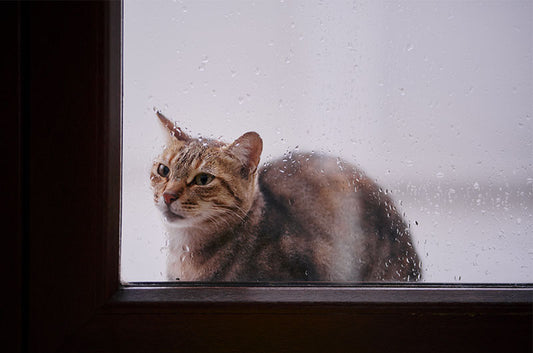 低気圧は猫ちゃんの体調に影響する?飼い主さんにできることは