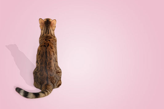 愛猫の体調不良にいち早く気付く!オシッコで健康チェックがしやすい猫砂とは?