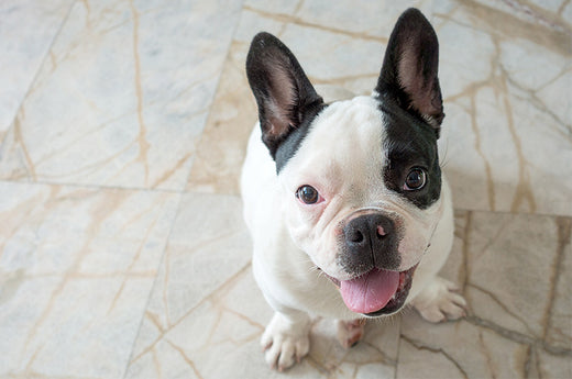 愛犬のうんちからわかる体の調子、注意が必要な状態とは?