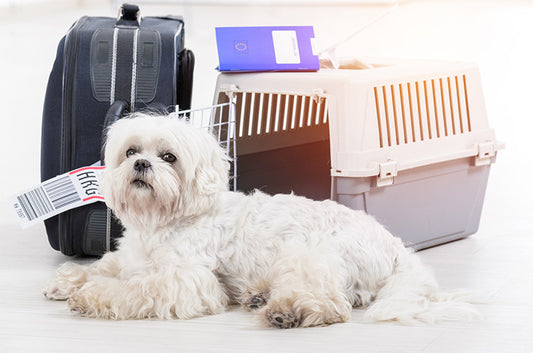 ペットを飛行機に乗せるとどうなるの?同乗するリスクや注意点とは(前編)