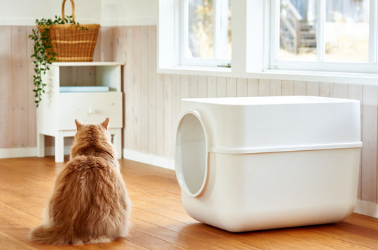 業界最大級のフード付き猫トイレ、ついに日本上陸!