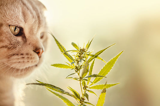 猫ちゃんの誤食に要注意!身近にある危険な物とは