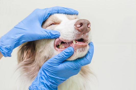 歯石が爆発する?愛犬が根尖膿瘍と診断されたら...