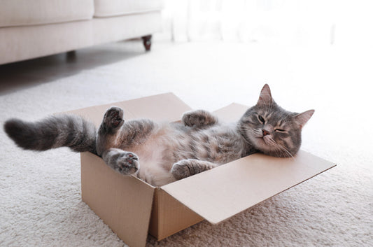 野良猫や保護猫を迎え入れたら?まず最初にしてあげたいこと