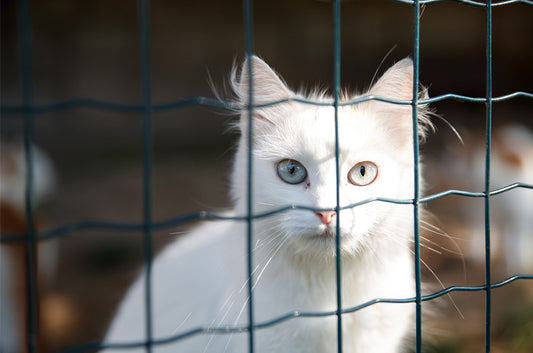 保護犬猫を守るための活動