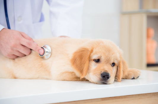病院嫌いの愛犬、不安を取り除くためにできること