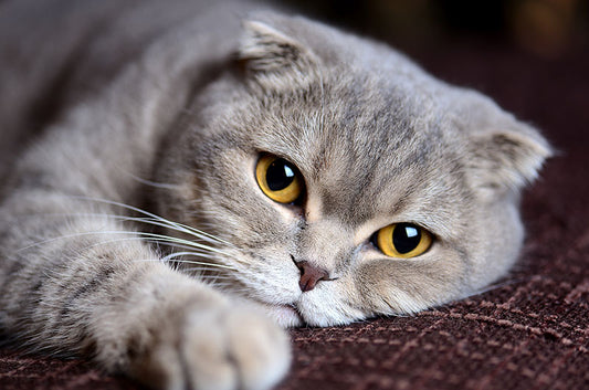 猫の腎不全、発症率や自宅でしてあげられるケアとは