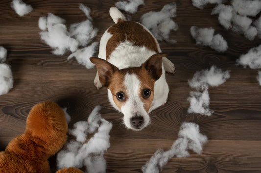 探してた!愛犬が噛んでも壊れない、究極の耐噛みベッドはこれ!