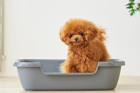 瞬殺で売り切れてしまう、話題の猫・犬両用トイレ【Kitty and Puppy Pan】