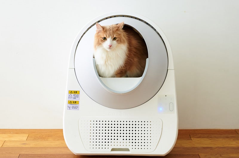 OFTの看板モデル。ぽっちゃり猫ちゃんの密着レポート – OFT STORE