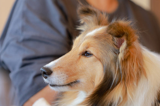 涼しくなっても要注意!もしも愛犬がマムシに咬まれてしまったら