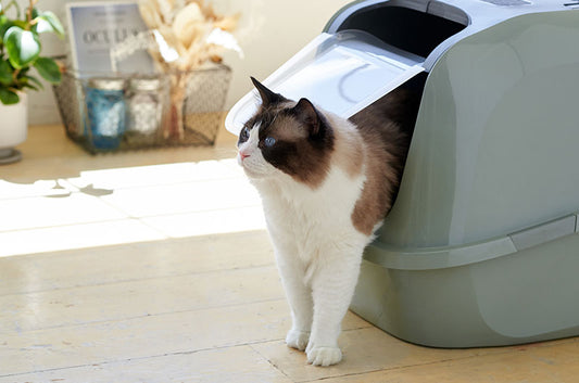大型猫ちゃん御用達!フード付きの大型猫トイレで飛び散りも防ぐ『メガデラックス』 が新登場!