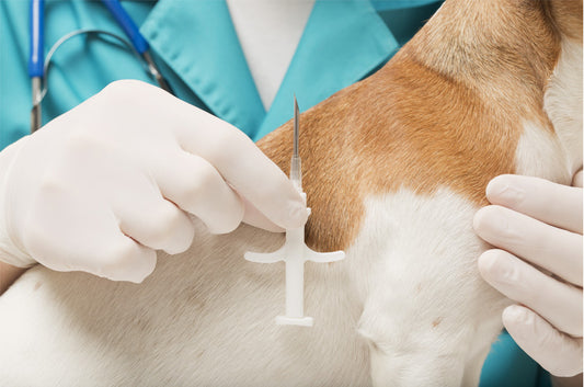 【2022年6月】犬猫のマイクロチップ装着の義務化におけるメリットやデメリットは?