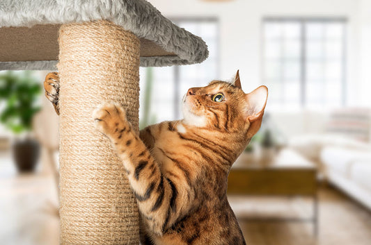 愛猫家さんは知っておきたい猫引っかき病!治療や予防の方法は?