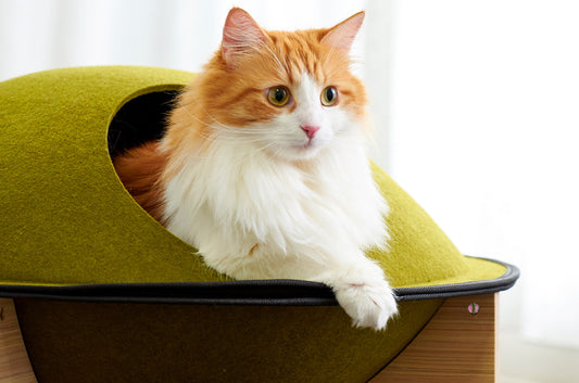 『ねこのきもち4月号vol.203』にキャットハウスどらやきが掲載されました。