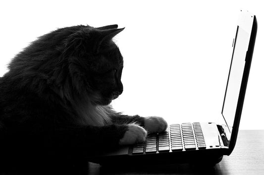 「猫吸い」「ニャルソック」?SNS猫用語をリサーチ!