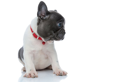 もしかして、犬もおならやゲップをする?原因や対策方法、病気のサインとは