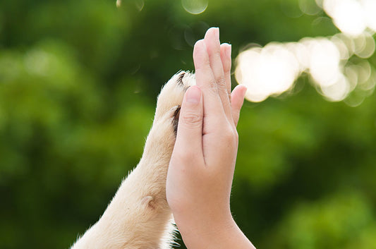飼い主さんだからこそ思いつく!困った時にペットに有効な裏技テク
