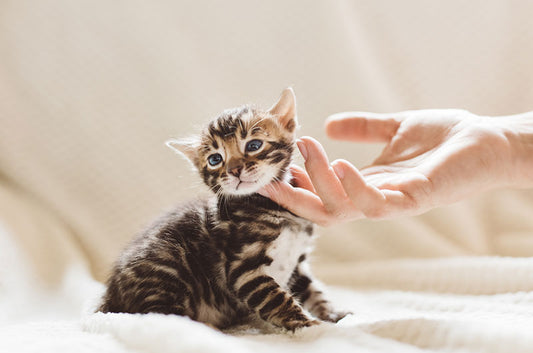 猫ちゃんのニキビ、できてしまう原因や治療の方法とは?