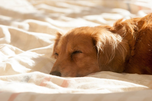 愛犬がシニア期になってしてあげられる事は?飼い主と老犬の付き合い方