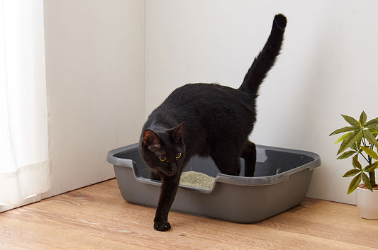 鉱物系(ベントナイト)猫砂は危険?安心して使える正しい情報と使い方をご紹介♪