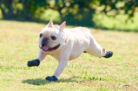 シニア期からの運動!飼い主ができるサポートと注意点は?