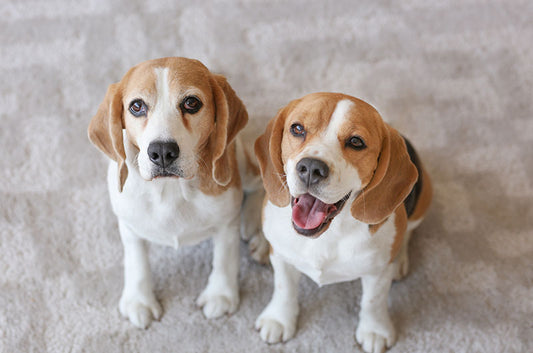 犬種で性格が違う?代表的な犬種の性格傾向まとめてみました