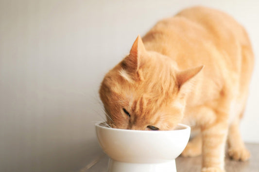 シニア期の猫ちゃんの食事!切り替えの時期や注意点、フード選びのポイントは?