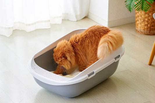 【ハイランク猫砂を徹底比較!】本当に臭わない、消臭力の高い猫砂は?