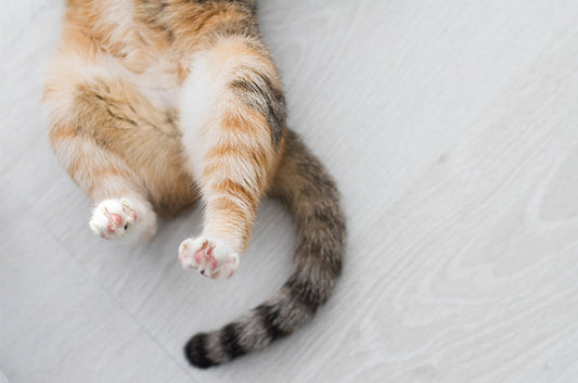 猫の“しっぽ”の不思議!もしもケガをしてしまった時の対処法とは