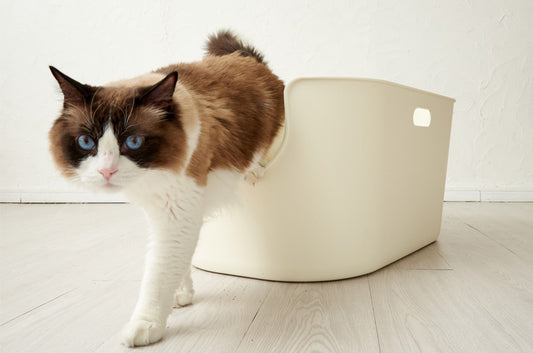 もう猫砂の飛び散りに悩まない!最強猫トイレ【TALL WALL BOX】の登場です!