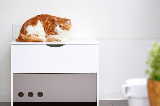 トイレは隠す?隠さない?猫トイレカバーが今人気の謎に迫る!