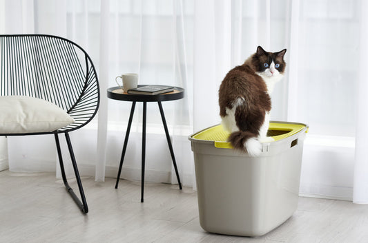 飛び散らない、匂わない。上から入る猫トイレ「TOP CAT」の魅力