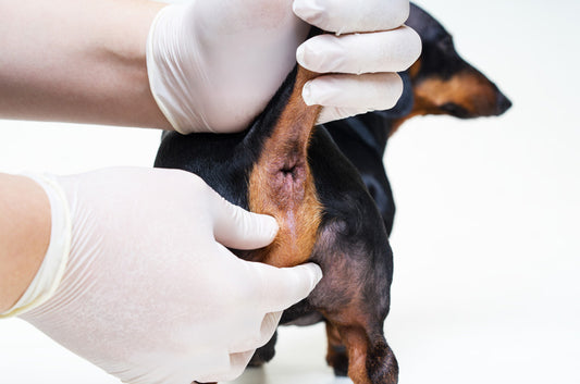 愛犬の爪切りや肛門腺絞り、ベストなタイミングとは?
